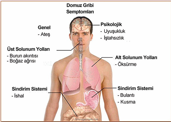 Domuz Gribi Belirtileri